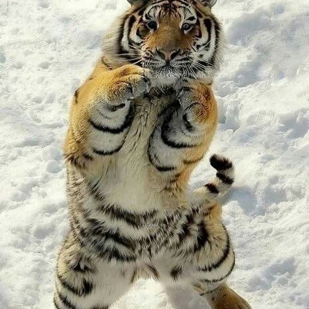 Meet your Posher, Tony